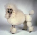 Caniche Médio